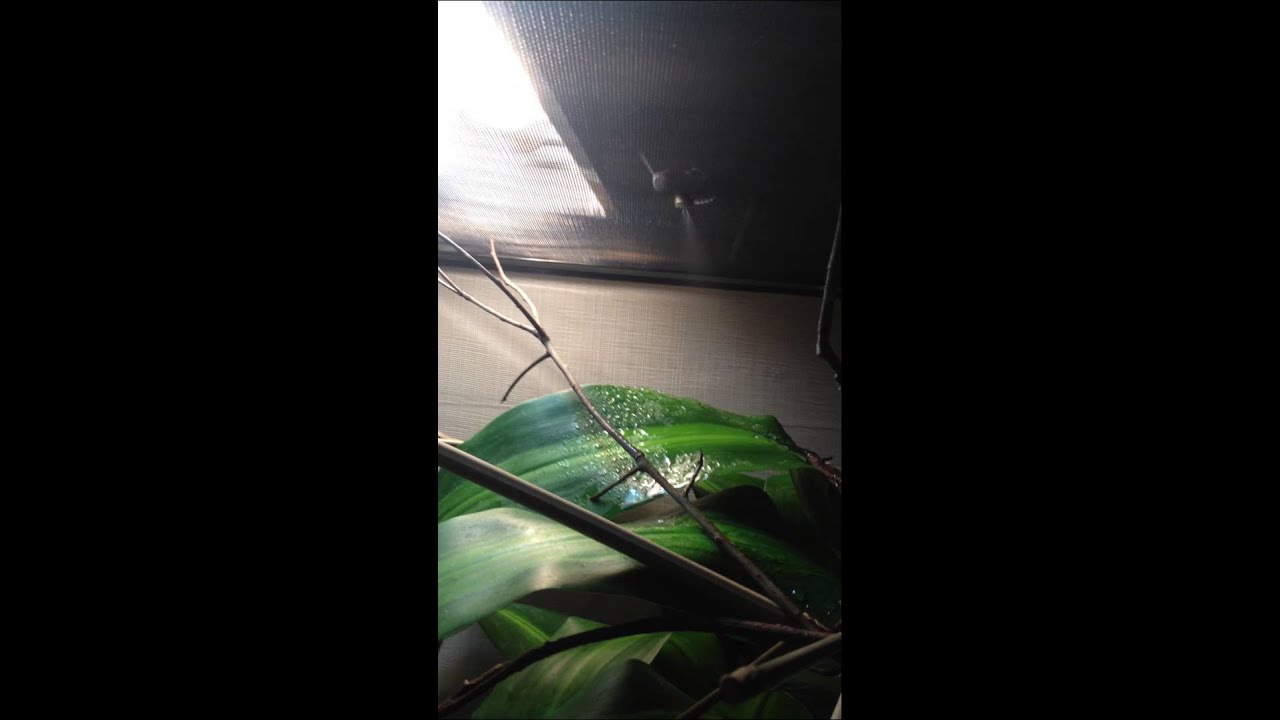 My chameleon diy automatic mister mister YouTube