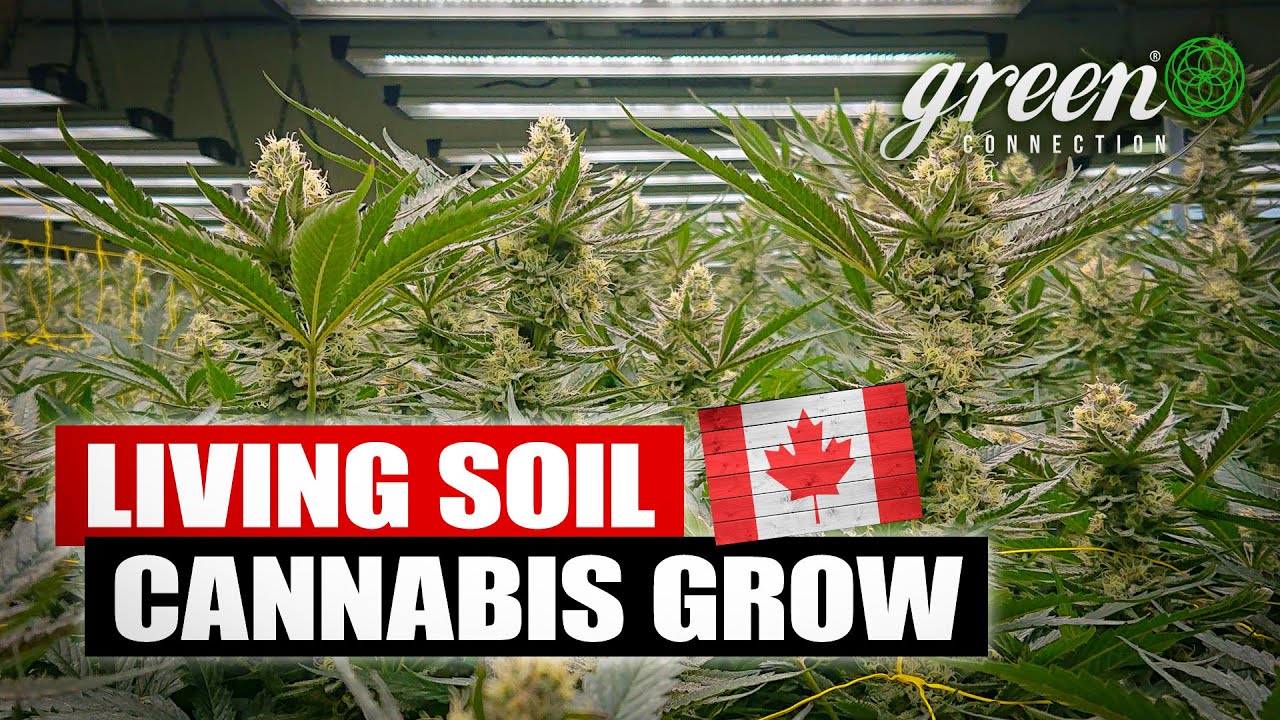 Zu Besuch in einer Living Soil CANNABIS Farm in KANADA