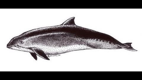 09.04 The Evolution of Organisms – Beyond Networks: The Evolution of Living Systems