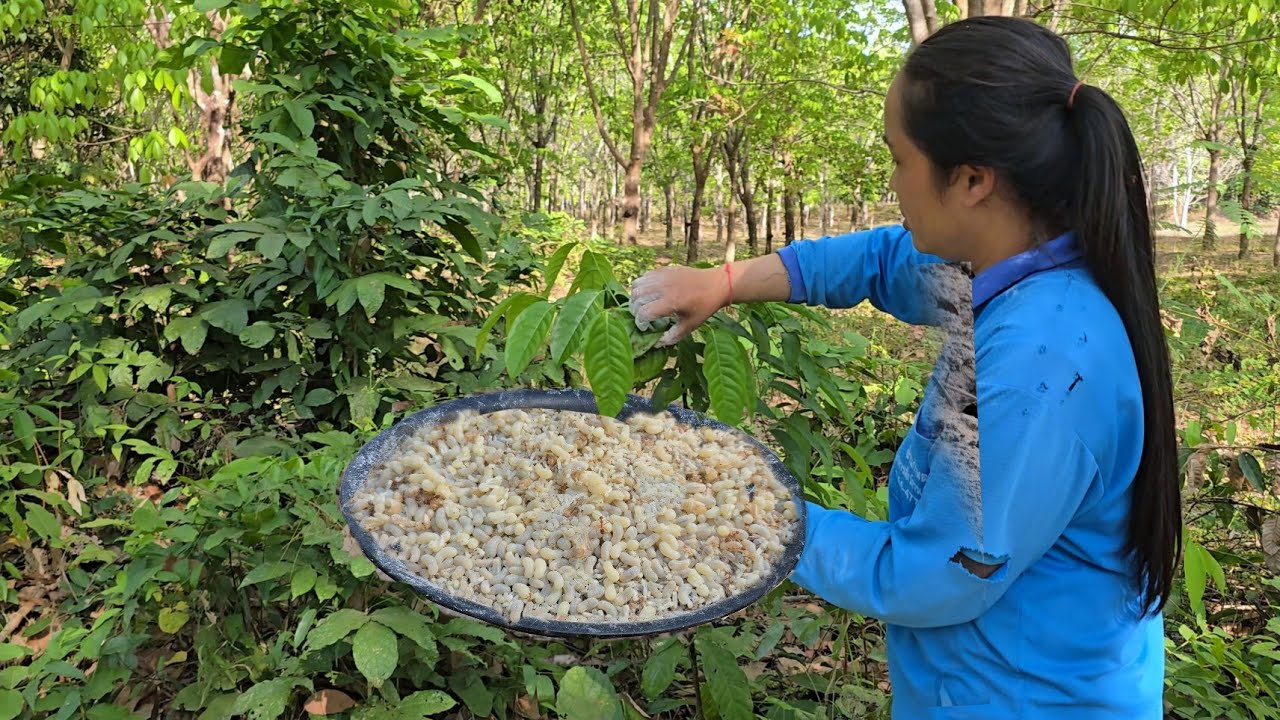 แหย่ไข่มดแดงในป่าแมงจินูนวันนี้!! ป่าเดียวหมานไข่เตางๆใหญ่ๆ ได้เป็นกิโลกรัม!!19ก.พ2569