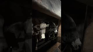 Carreta de 2 piso carregada #boi #pecuarista #vacas #nelore #gado #agro