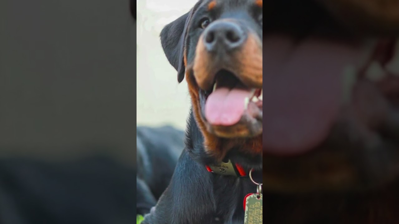 Rottie Love Heartwarming Moments with my Devoted Rottweiler 