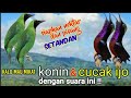 Suara Pikat Burung KOLIBRI NINJA Ribut Dan   CUCAK IJO Ribut