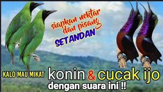 Suara Pikat Burung KOLIBRI NINJA Ribut Dan   CUCAK IJO Ribut