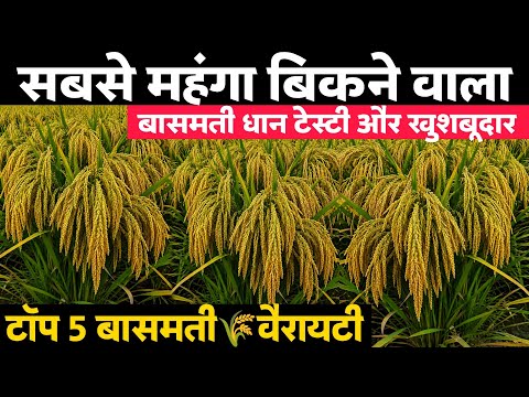 Basmati Dhaan ki Top 5 Best Variety🌾धान की बेस्ट वैरायटी🌱🌧️बासमती धान | Dhaan ki Top Variety 