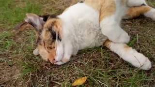 三毛猫ちゃんが現れた、ナデナデしたらゴロゴロ喉を鳴らして喜んだ