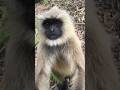 langur Ne Mera hathon se fukron or biscuit lene pasand 🎈♥️♥️🐒#shorts#ytshorts#monkey#bandar#hanuman