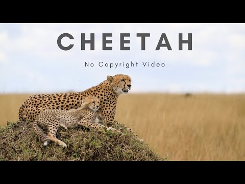 Cheetah | No copyright video | nature videos | Animal video | Cheetah videos | Copyright free video