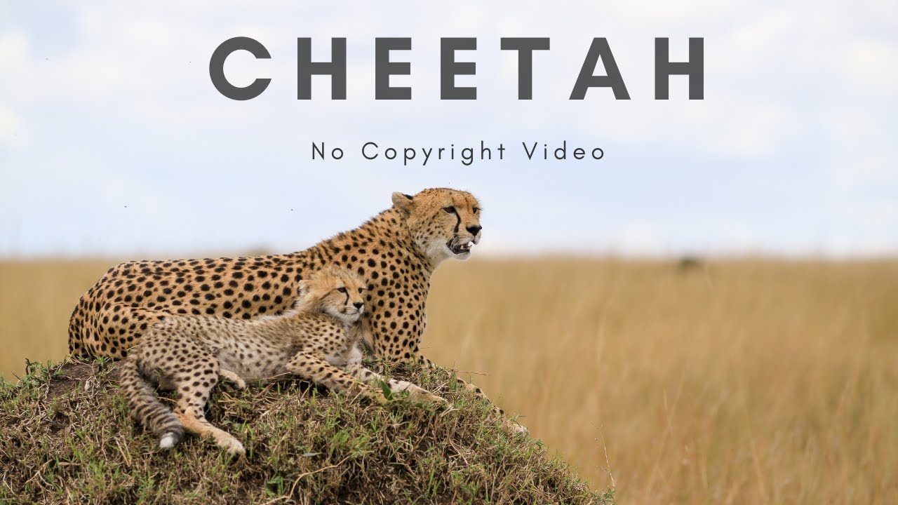 Cheetah | No copyright video | nature videos | Animal video | Cheetah videos | Copyright free video