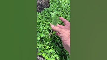 Cung Cấp Hoa Cúc Giống Đại Đoá Pha Lê Xuất 48 Tỉnh Bảo Hành 15 Ngày CÔNG TY CP SX KD HOA CÚC A NHÀN