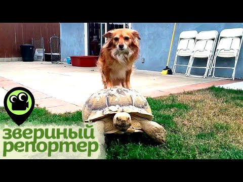 Звериный репортер. Самые смешные видео про животных. Нежная дружба хищников и запредельный оскал