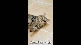 Funny Animal 2