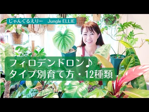 フィロデンドロン・マイカンスの育て方！初心者でも失敗しないコツ3つ
