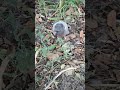 голуб Валера
