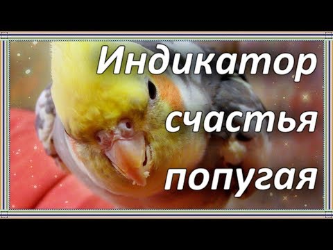 ПОЧЕМУ ПОПУГАЙ СКРИПИТ КЛЮВОМ? Опасно ли это.