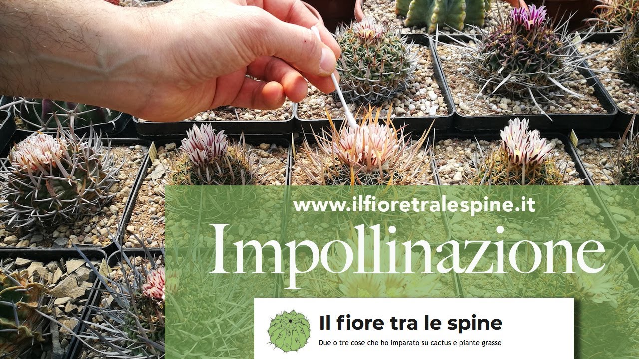 Coltivare cactus: l'impollinazione