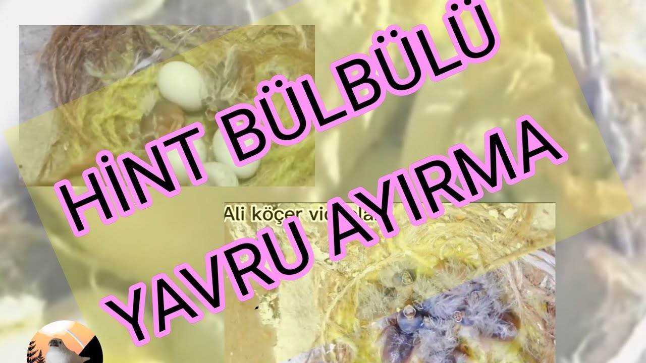 HİNT BÜLBÜLÜ YAVRU AYIRMA  YUVA KONTROLU 🐦