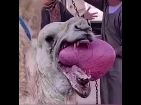 Organ coming out camels mouth #shorts