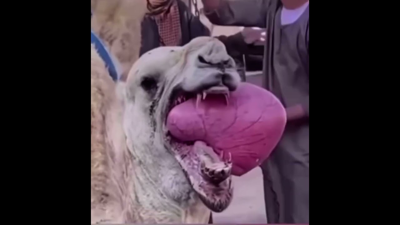 Organ coming out camels mouth  shorts