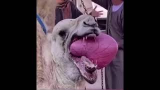 Organ coming out camels mouth #shorts screenshot 5