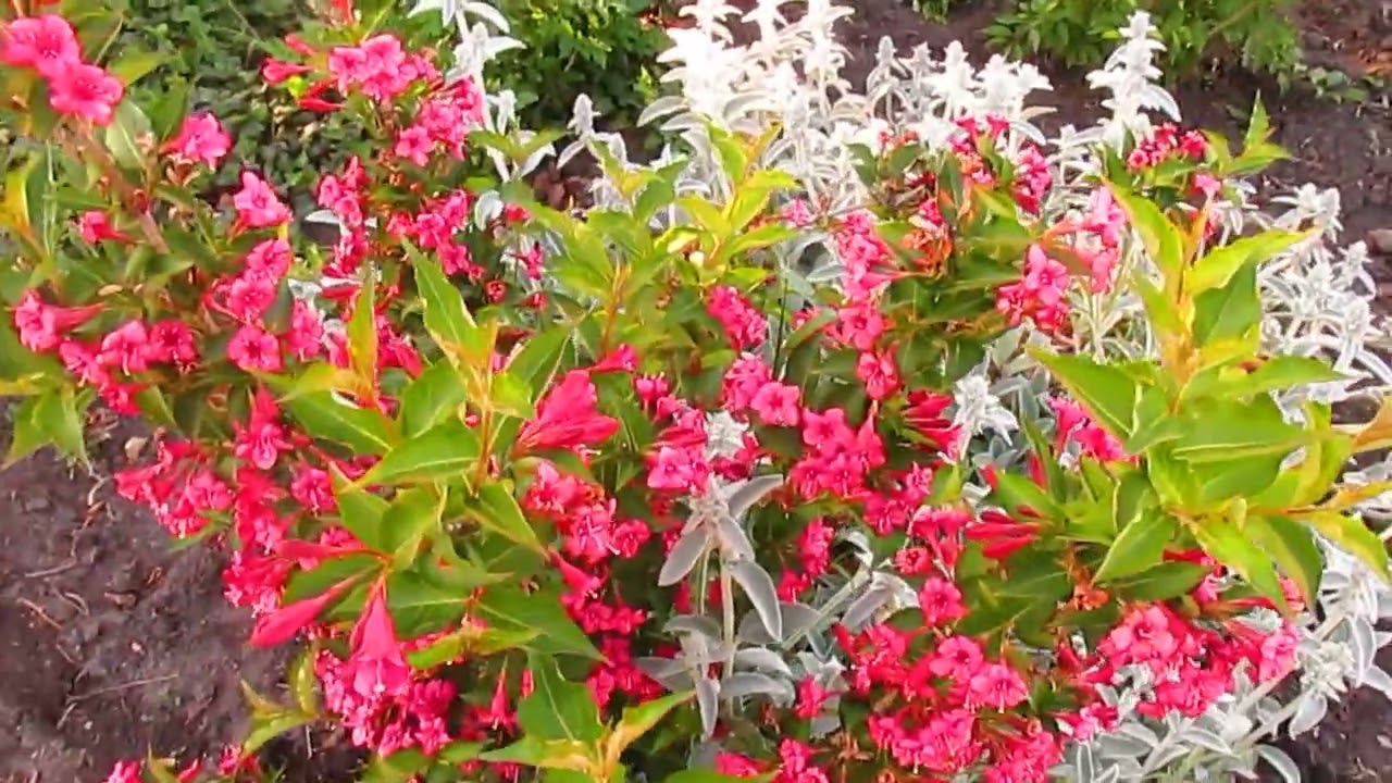 ВЕЙГЕЛЫ и другие цветущие на даче.
