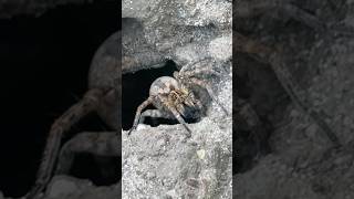 Arachnophobia caution! BIG mama Tigrosa genus of Wolf spiders.