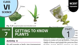 NCERT Class 6th chapter 7th: Getting to know plants ( Part 1)