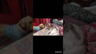 🤣🧿 #animallife #dog #zadoo #shorts #pets #funny #trending