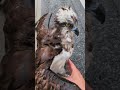 豪雨で落ちてきた猛禽類を助けてみた（再編集 生声Ver）#ミサゴ#ゲリラ豪雨#Osprey#猛禽類