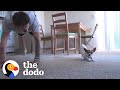 Dog Copies Every Single Yoga Pose His Dad Does | The Dodo