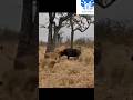 Amazing yt shorts 169   strong buffalo vs lions shorts viral short