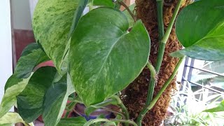 Money plant tower : Pruning | reposition | nov2019