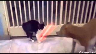 Джидаи. Приколы с кошками fanny cats Джидаи. Приколы с кошками fanny cats