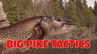 Big Pike Tactics On A Fly