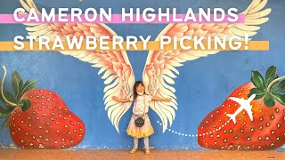 Sweet Escape! 🍓 Strawberry Picking in Cameron Highlands, Malaysia (PART 1) screenshot 4