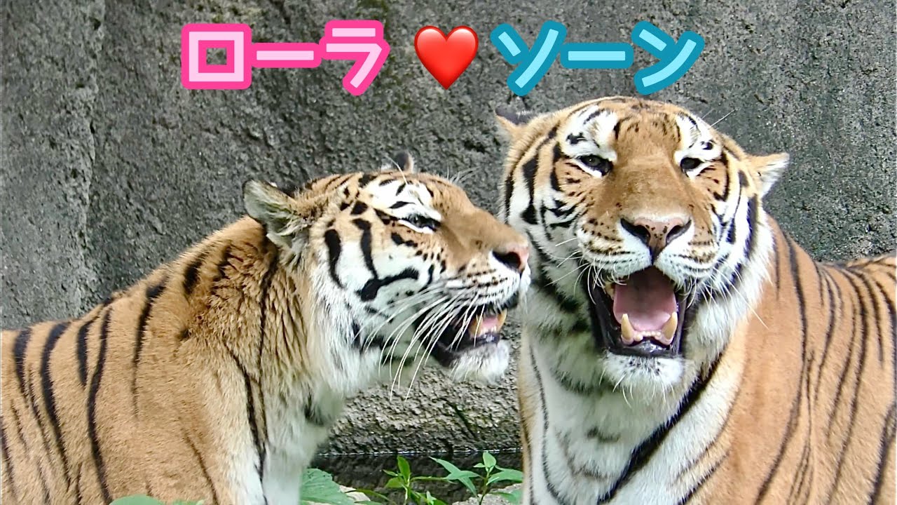 Amur tigers Lora and Son sticking together and pulling apart