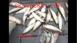 What to use to catch Skipjack (Tackle Talk Tuesday live)