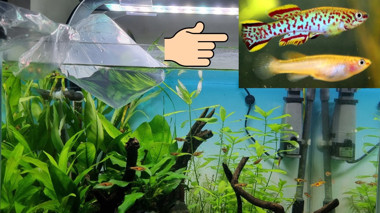 Introduzindo 02 Killifish Gardneri (Fundulopanchax gardneri) | New Fish