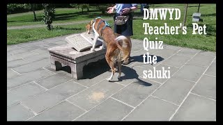 Quiz the saluki: DMWYD Teacher's Pet