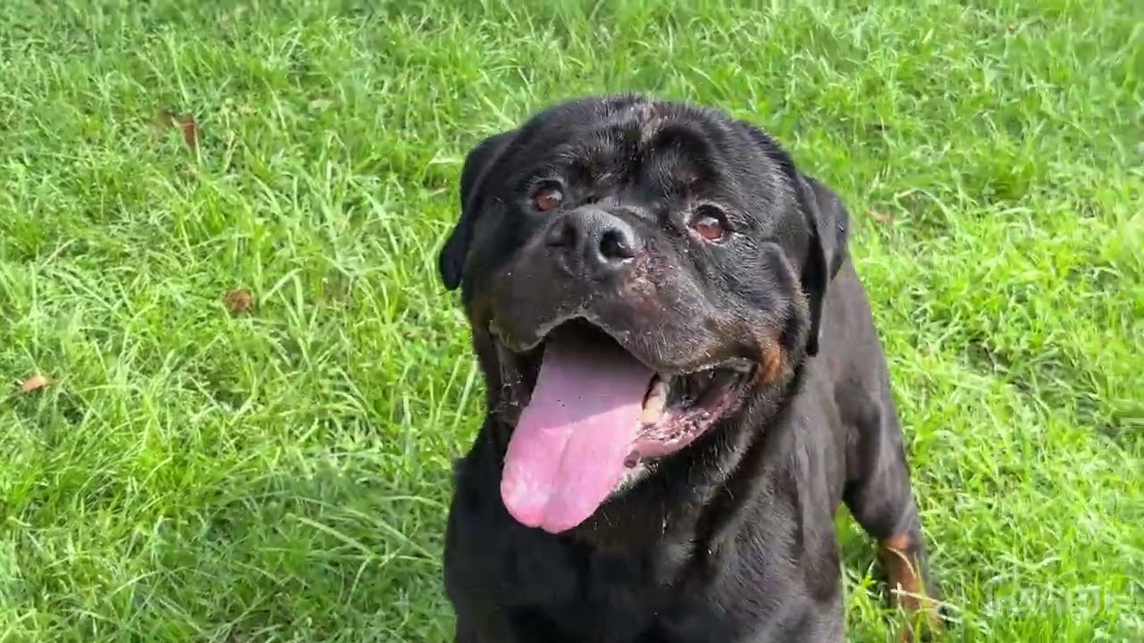 BREEDING UPDATE AND KEEPER PUPPY UPDATE