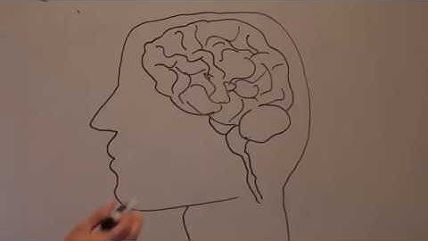 Reverse Engineer the Brain: Elementary School