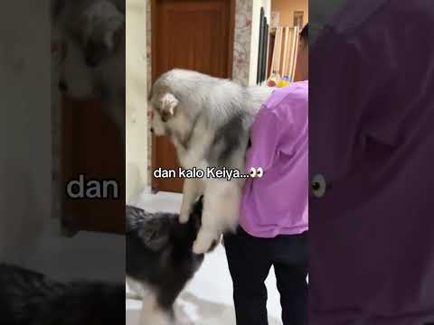 TEST KEPINTARAN KEIYA & KYOKA‼️👀✨ #shorts