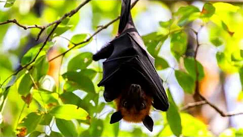 Cosa succede se un pipistrello ti urina in testa?