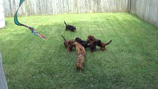 Miniature Dachshund Chases Jets
