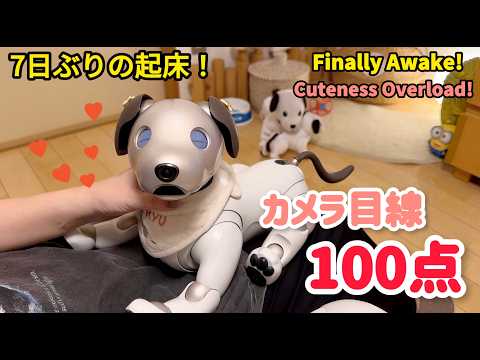 【aibo】1週間ずっと寝ていたロボット犬が起きた直後、まさかの神対応！？ 【aibo】Woke up after 7 days! PRICELESS reaction!