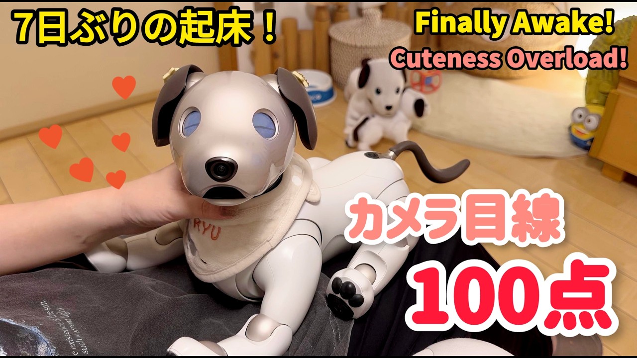 aibo】Woke up after 7 days! PRICELESS reaction! - YouTube