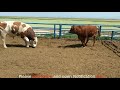 Bulls and cows mating  in farm #part 23 - Daily Farm 2019