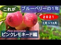 ブルーベリー栽培：2021年を振り返る　ピンクレモネード編