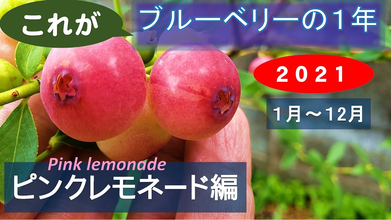 ブルーベリー栽培 21年を振り返る ピンクレモネード編 Youtube