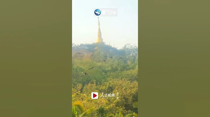 【大陸】「百鳥朝鳳」！雲南一群孔雀齊向山下俯衝 - 天天要聞